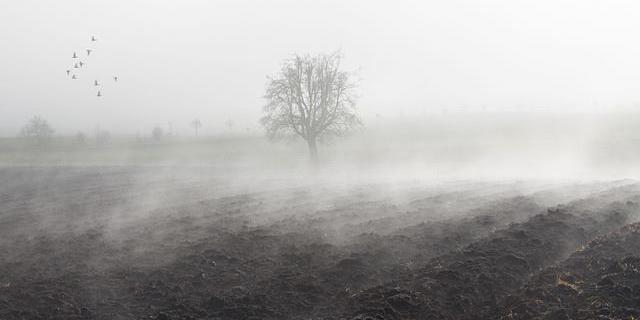 Natur im Novembernebel