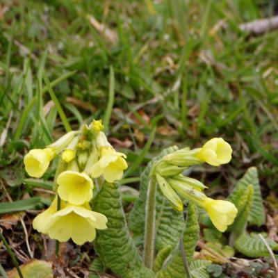 Blick nach draußen zu Ostara: Schlüsselblumen