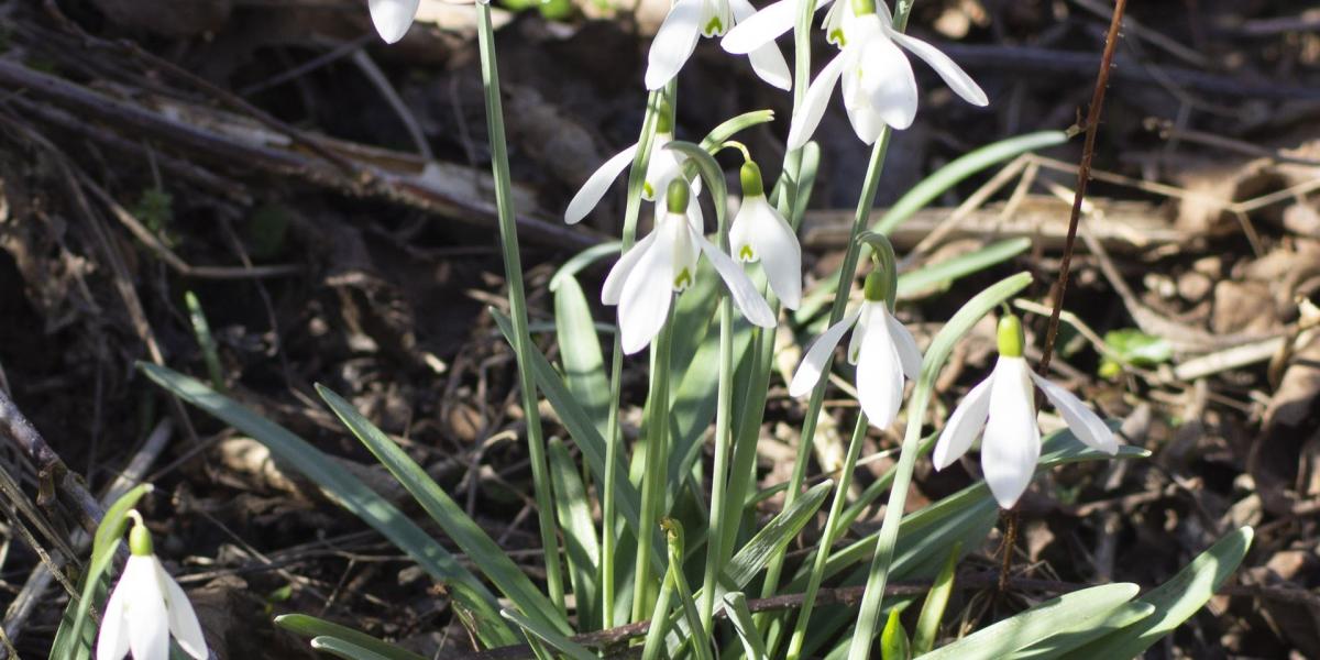Blick nach draußen zu Imbolc