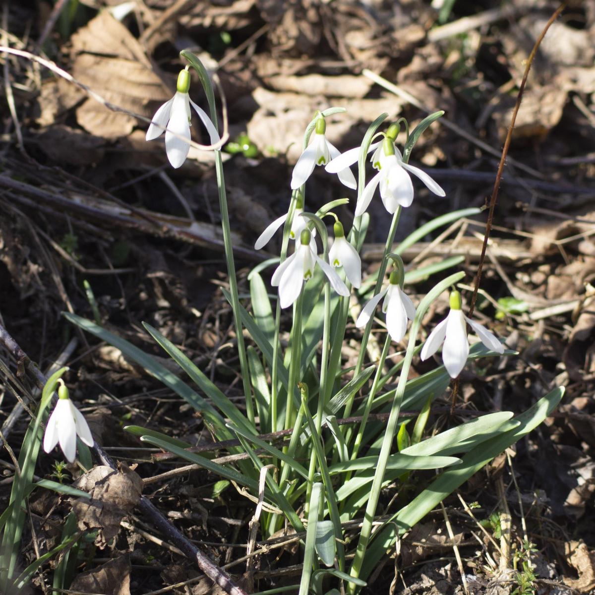 Blick nach draußen zu Imbolc