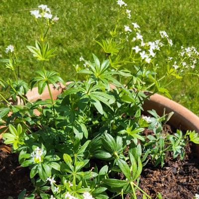 Blick ins Buch Magisches Fest Beltane 4