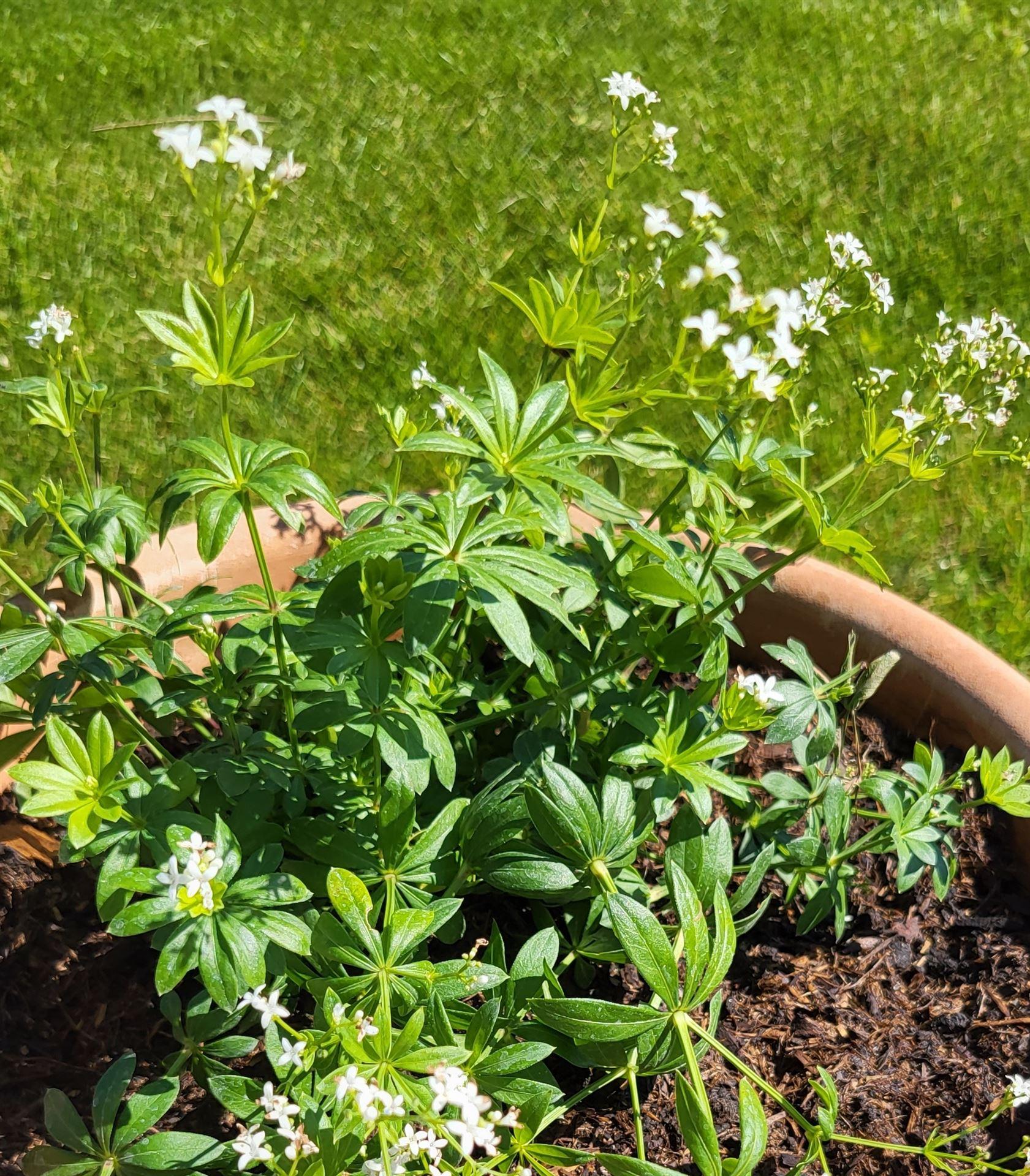 Blick ins Buch Magisches Fest Beltane 4